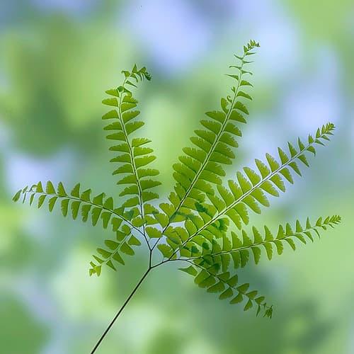 USA, Washington State, Seabeck. Close-up of maidenhair fern branch. Art Print